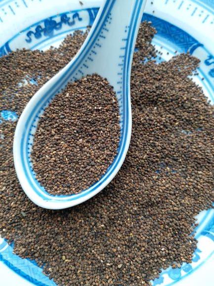 Chinese dodder seed